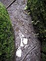 2010-06-12, Uttewalder Grund (38)